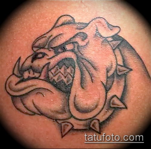 Фото тату бульдог - 03062017 - пример - 007 Bulldog tattoo - tatufoto.com