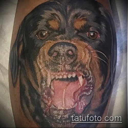фото тату ротвейлер 06062017 пример 088 rottweiler tattoo фото тату ротвейлер 06062017 пример 088 rottweiler tattoo