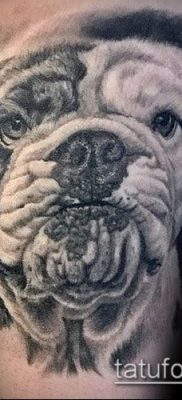 Фото тату бульдог — 03062017 — пример — 006 Bulldog tattoo