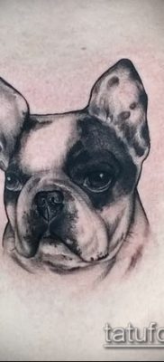 Фото тату бульдог — 03062017 — пример — 022 Bulldog tattoo