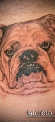 Фото тату бульдог — 03062017 — пример — 024 Bulldog tattoo