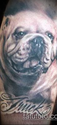 Фото тату бульдог — 03062017 — пример — 033 Bulldog tattoo