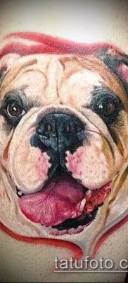 Фото тату бульдог — 03062017 — пример — 038 Bulldog tattoo