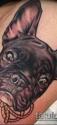 Фото тату бульдог — 03062017 — пример — 049 Bulldog tattoo