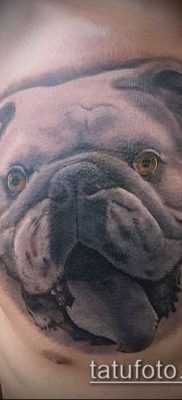 Фото тату бульдог — 03062017 — пример — 077 Bulldog tattoo