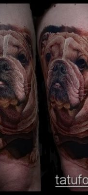 Фото тату бульдог — 03062017 — пример — 078 Bulldog tattoo