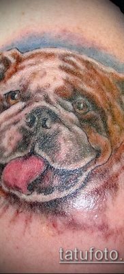 Фото тату бульдог — 03062017 — пример — 083 Bulldog tattoo