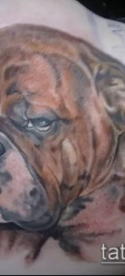Фото тату бульдог — 03062017 — пример — 094 Bulldog tattoo
