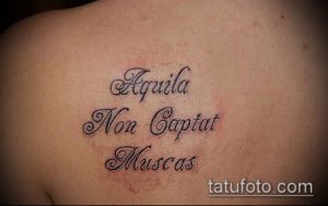 Фото татуировки на лопатке с латинской надписью 'Aquila Non Captat Muscas'. Черно-серые тона, классический шрифт.
