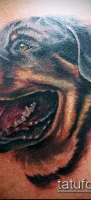 Фото тату ротвейлер — 06062017 — пример — 001 Rottweiler tattoo