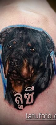 Фото тату ротвейлер — 06062017 — пример — 002 Rottweiler tattoo