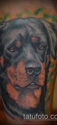 Фото тату ротвейлер — 06062017 — пример — 003 Rottweiler tattoo