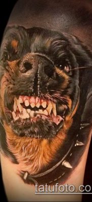 Фото тату ротвейлер — 06062017 — пример — 004 Rottweiler tattoo