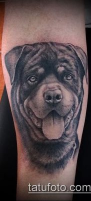 Фото тату ротвейлер — 06062017 — пример — 005 Rottweiler tattoo