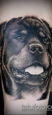 Фото тату ротвейлер — 06062017 — пример — 006 Rottweiler tattoo