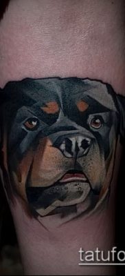 Фото тату ротвейлер — 06062017 — пример — 007 Rottweiler tattoo