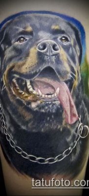 Фото тату ротвейлер — 06062017 — пример — 008 Rottweiler tattoo