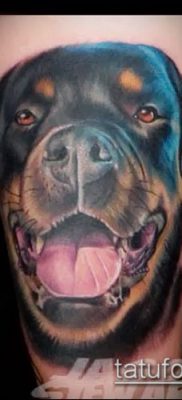 Фото тату ротвейлер — 06062017 — пример — 009 Rottweiler tattoo