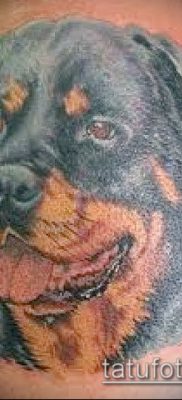 Фото тату ротвейлер — 06062017 — пример — 010 Rottweiler tattoo
