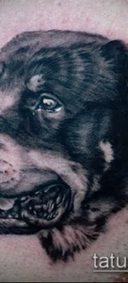 Фото тату ротвейлер — 06062017 — пример — 011 Rottweiler tattoo