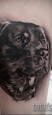 Фото тату ротвейлер — 06062017 — пример — 012 Rottweiler tattoo