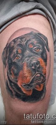 Фото тату ротвейлер — 06062017 — пример — 015 Rottweiler tattoo