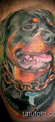 Фото тату ротвейлер — 06062017 — пример — 016 Rottweiler tattoo