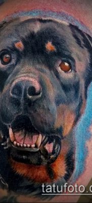 Фото тату ротвейлер — 06062017 — пример — 017 Rottweiler tattoo