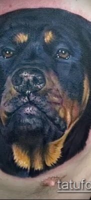Фото тату ротвейлер — 06062017 — пример — 018 Rottweiler tattoo