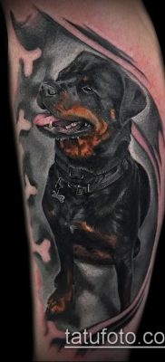 Фото тату ротвейлер — 06062017 — пример — 020 Rottweiler tattoo