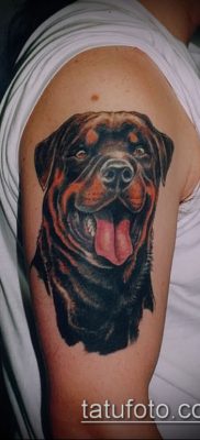 Фото тату ротвейлер — 06062017 — пример — 021 Rottweiler tattoo