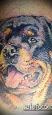 Фото тату ротвейлер — 06062017 — пример — 024 Rottweiler tattoo