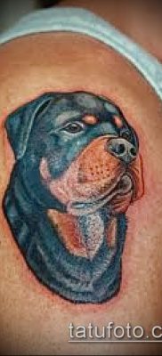 Фото тату ротвейлер — 06062017 — пример — 026 Rottweiler tattoo