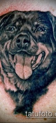 Фото тату ротвейлер — 06062017 — пример — 027 Rottweiler tattoo