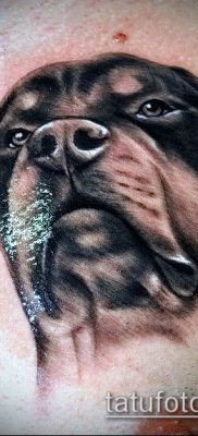 Фото тату ротвейлер — 06062017 — пример — 028 Rottweiler tattoo