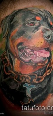 Фото тату ротвейлер — 06062017 — пример — 030 Rottweiler tattoo