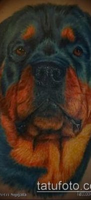 Фото тату ротвейлер — 06062017 — пример — 034 Rottweiler tattoo