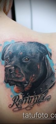 Фото тату ротвейлер — 06062017 — пример — 035 Rottweiler tattoo