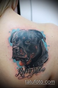 Фото тату ротвейлера на лопатке с подписью "Rommel". Реалистичный портрет собаки с акварельными элементами и красивой каллиграфией.