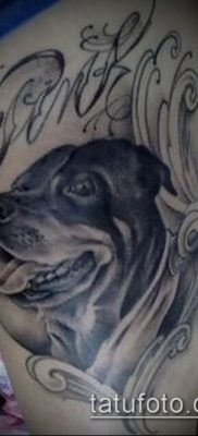 Фото тату ротвейлер — 06062017 — пример — 039 Rottweiler tattoo