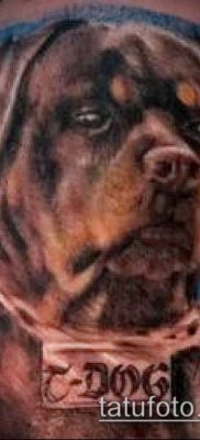 Фото тату ротвейлер — 06062017 — пример — 040 Rottweiler tattoo