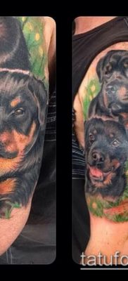 Фото тату ротвейлер — 06062017 — пример — 041 Rottweiler tattoo