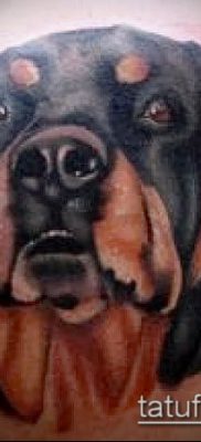 Фото тату ротвейлер — 06062017 — пример — 044 Rottweiler tattoo