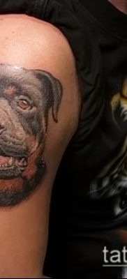 Фото тату ротвейлер — 06062017 — пример — 045 Rottweiler tattoo
