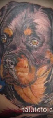 Фото тату ротвейлер — 06062017 — пример — 048 Rottweiler tattoo