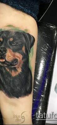 Фото тату ротвейлер — 06062017 — пример — 050 Rottweiler tattoo