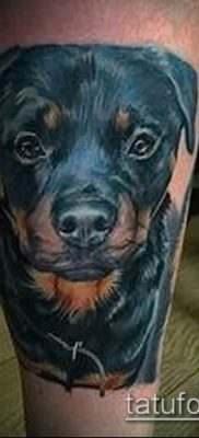Фото тату ротвейлер — 06062017 — пример — 051 Rottweiler tattoo