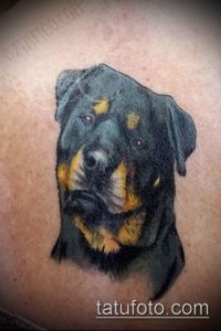 Фото татуировки ротвейлера на предплечье, выполненной в реалистичном стиле. Рисунок отличается высокой детализацией и точной передачей черт собаки.