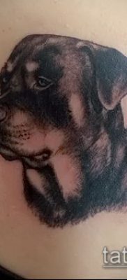 Фото тату ротвейлер — 06062017 — пример — 056 Rottweiler tattoo