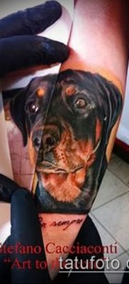 Фото тату ротвейлер — 06062017 — пример — 057 Rottweiler tattoo